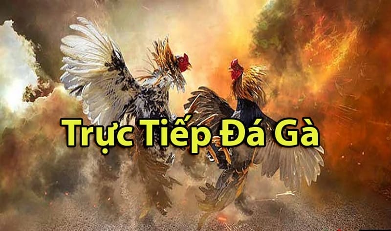 https://iir-zero.jpn.com/tim-hieu-ve-da-ga-thomo-campuchia/